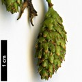 SpeciesSub: var. parvifolia